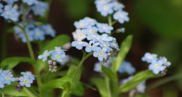 Niezapominajka, Myosotis sp. (bylina)