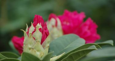 Różanecznik, Rhododendron sp. (zimozielony krzew)