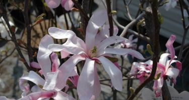 Magnolia