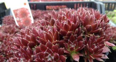 Rojnik, Sempervivum sp. (bylina)
