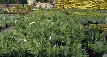 Jałowiec chiński 'Expansa variegata', Juniperus chinensis 'Expansa Variegata'