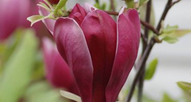 Magnolia