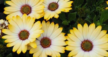 Osteospermum