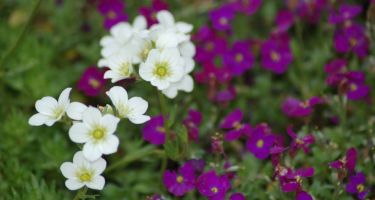 Skalnica, Saxifraga sp. (bylina)