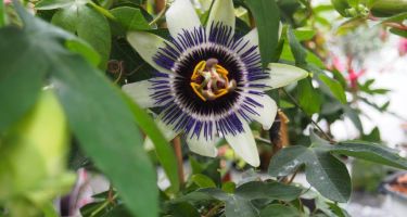 Passiflora