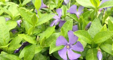 Barwinek pospolity - Vinca minor (krzewinka)
