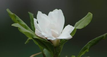 Magnolia