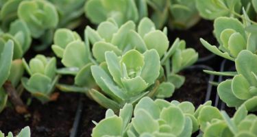 Rozchodnik okazały, Sedum spectabile (bylina)