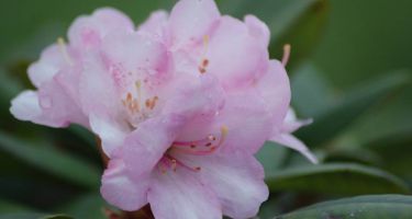 Różanecznik, Rhododendron sp. (zimozielony krzew)
