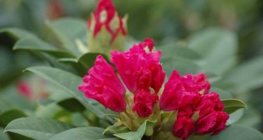 Różanecznik, Rhododendron sp. (zimozielony krzew)