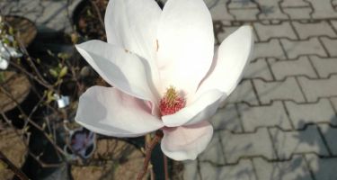 Magnolia