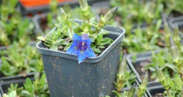 Goryczka, Gentiana sp. (bylina)
