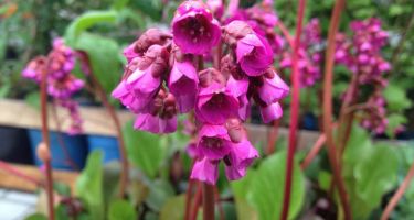 Bergenia, Bergenia sp. (bylina)
