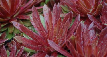 Rojnik, Sempervivum sp. (bylina)