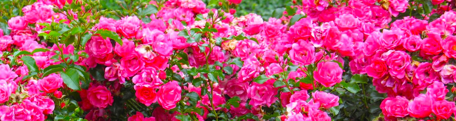 a8c5735afb5ae1405bfa6bf57f7cff92.jpeg